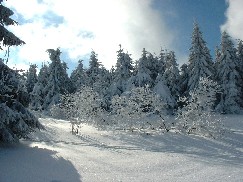 Zieleniec 2003